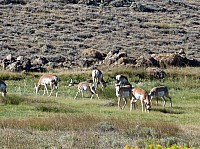 sur la route vers Pinedale (23).JPG